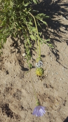 Leucosyris arida