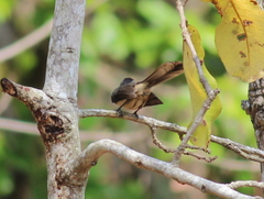 Rhipidura albogularis