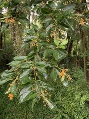 Ehretia acuminata
