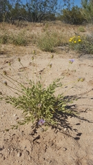 Leucosyris arida