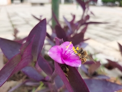 Apis mellifera