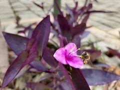 Apis mellifera