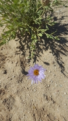 Leucosyris arida