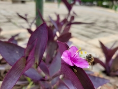 Apis mellifera
