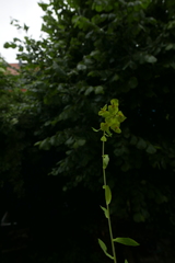 Euphorbia platyphyllos