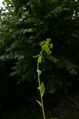 Euphorbia platyphyllos