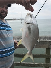 Trachinotus carolinus