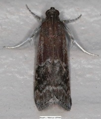 Euzophera semifuneralis