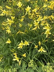 Hemerocallis lilioasphodelus