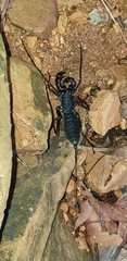 Thelyphonus sepiaris