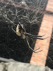 Cyrtophora cylindroides