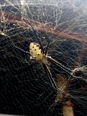 Cyrtophora cylindroides