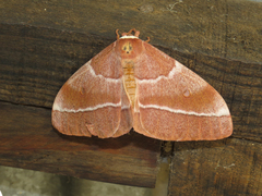 Gonimbrasia belina