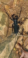 Thelyphonus sepiaris