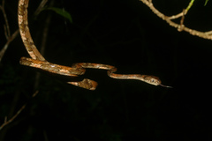 Boiga angulata