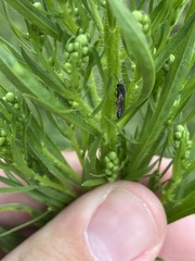 Sapygina decemguttata