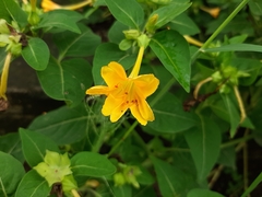 Mirabilis jalapa