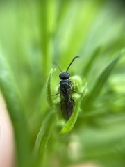 Sapygina decemguttata