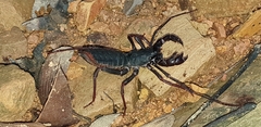 Thelyphonus sepiaris