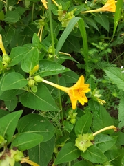 Mirabilis jalapa