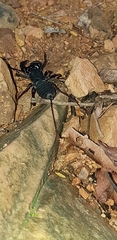 Thelyphonus sepiaris