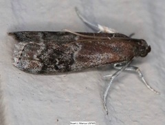 Euzophera semifuneralis