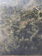 Elodea canadensis