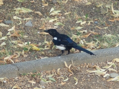 Pica pica