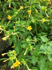 Mirabilis jalapa
