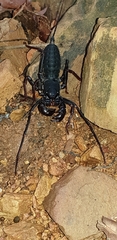 Thelyphonus sepiaris