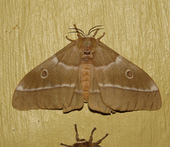 Gonimbrasia belina