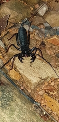 Thelyphonus sepiaris