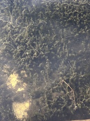 Elodea canadensis