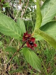 Lonicera involucrata