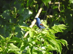 Passerina caerulea