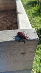 Lucanus capreolus