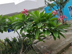 Plumeria rubra