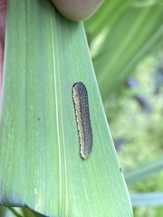 Rhadinoceraea micans