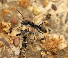 Ophthalmopone hottentota