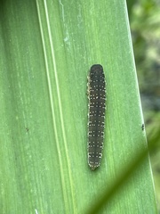 Rhadinoceraea micans