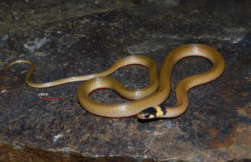 Bocourt's Black-headed Snake
