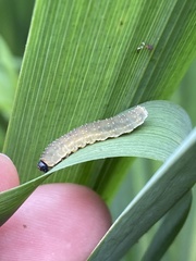 Rhadinoceraea micans