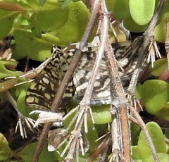 Lygropia rivulalis