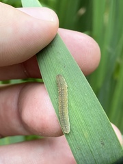 Rhadinoceraea micans