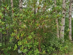 Lonicera involucrata