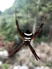 Argiope reinwardti