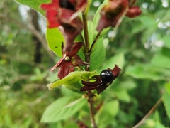 Lonicera involucrata