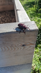 Lucanus capreolus