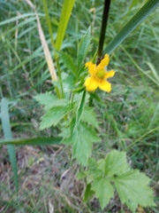 Geum aleppicum