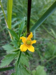 Geum aleppicum